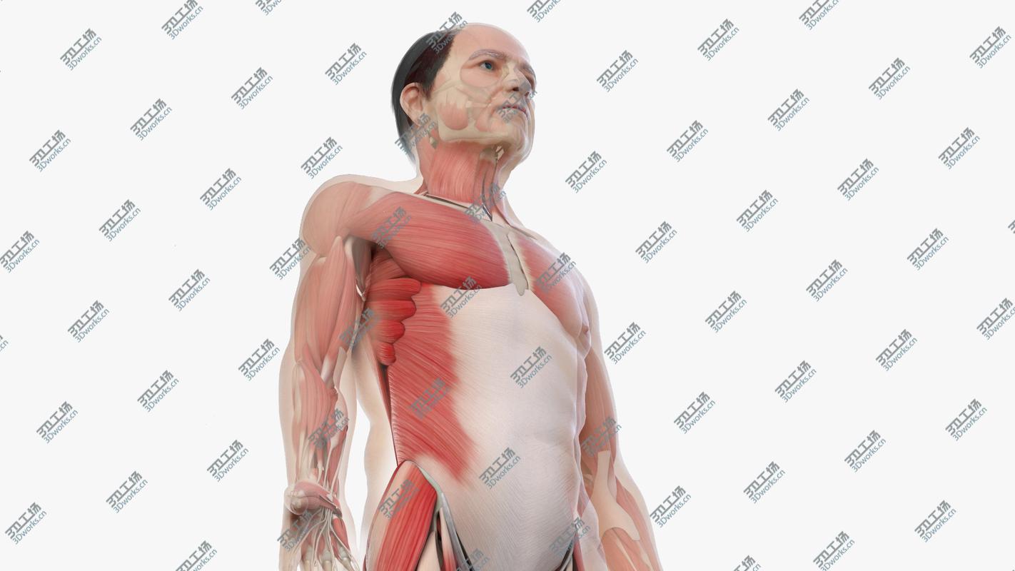 images/goods_img/2021040231/Elder Male Skin, Skeleton And Muscles Rigged model/3.jpg